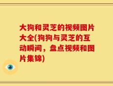 大狗和灵芝的视频图片大全(狗狗与灵芝的互动瞬间，盘点视频和图片集锦)