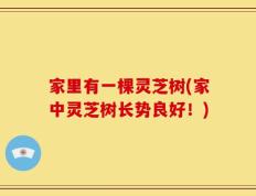 家里有一棵灵芝树(家中灵芝树长势良好！)