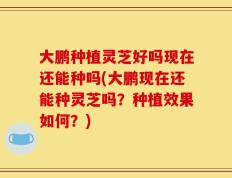 大鹏种植灵芝好吗现在还能种吗(大鹏现在还能种灵芝吗？种植效果如何？)