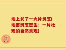 地上长了一大片灵芝(地面灵芝密生：一片壮观的自然景观)