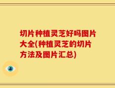 切片种植灵芝好吗图片大全(种植灵芝的切片方法及图片汇总)