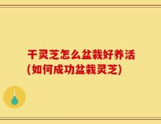 干灵芝怎么盆栽好养活(如何成功盆栽灵芝)