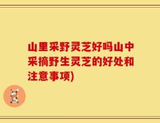 山里采野灵芝好吗山中采摘野生灵芝的好处和注意事项)