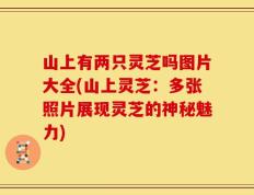 山上有两只灵芝吗图片大全(山上灵芝：多张照片展现灵芝的神秘魅力)