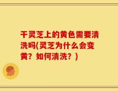 干灵芝上的黄色需要清洗吗(灵芝为什么会变黄？如何清洗？)
