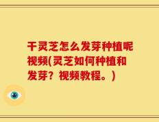 干灵芝怎么发芽种植呢视频(灵芝如何种植和发芽？视频教程。)
