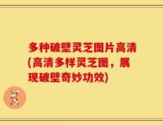 多种破壁灵芝图片高清(高清多样灵芝图，展现破壁奇妙功效)
