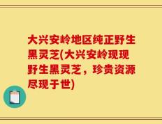 大兴安岭地区纯正野生黑灵芝(大兴安岭现现野生黑灵芝，珍贵资源尽现于世)