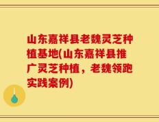 山东嘉祥县老魏灵芝种植基地(山东嘉祥县推广灵芝种植，老魏领跑实践案例)