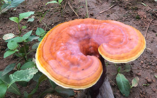 灵芝孢子粉用什么水冲？你真的吃对了吗？