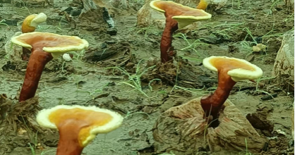 肠胃不好可以吃破壁灵芝孢子粉吗?看完就知道
