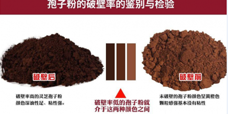 灵芝孢子粉越黑越好吗？你一定不知道！