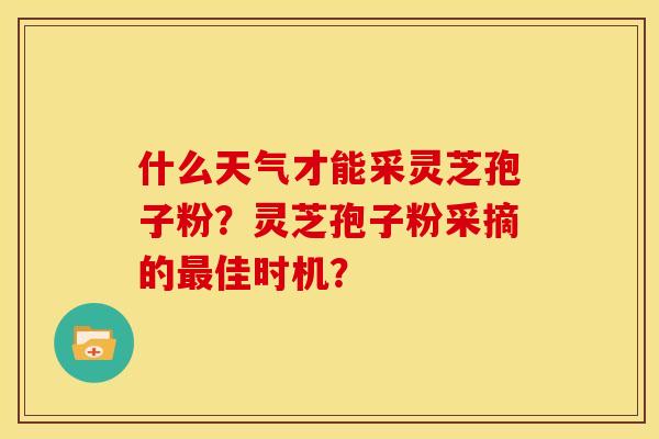 什么天气才能采灵芝孢子粉？灵芝孢子粉采摘的最佳时机？
