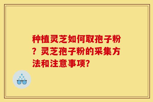 种植灵芝如何取孢子粉?灵芝孢子粉的采集方法和注意事项?