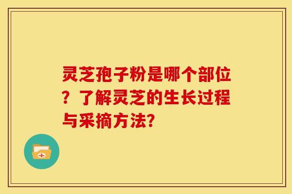 灵芝孢子粉是哪个部位?了解灵芝的生长过程与采摘方法?