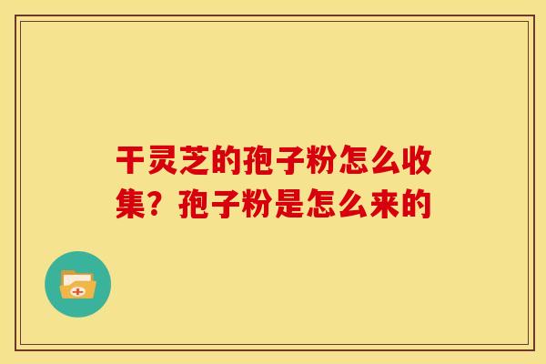 干灵芝的孢子粉怎么收集？孢子粉是怎么来的