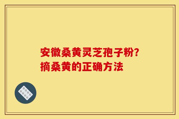 安徽桑黄灵芝孢子粉?摘桑黄的正确方法