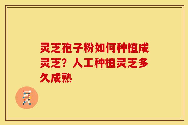 灵芝孢子粉如何种植成灵芝?人工种植灵芝多久成熟