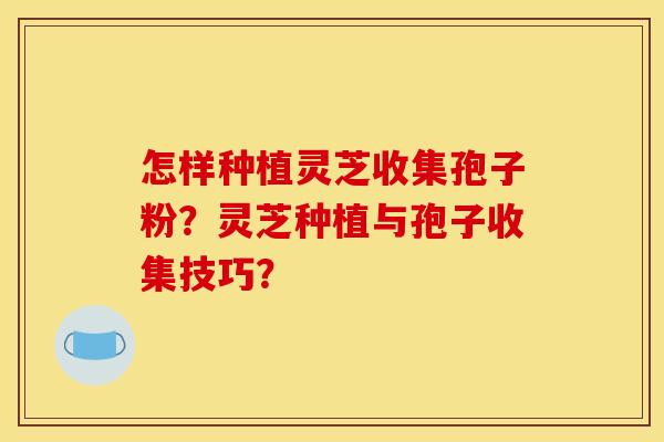 怎样种植灵芝收集孢子粉?灵芝种植与孢子收集技巧?