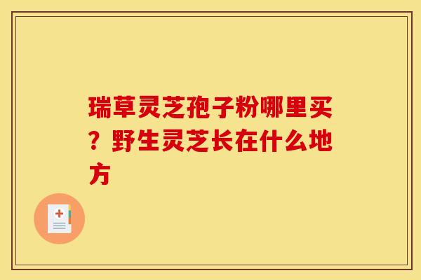瑞草灵芝孢子粉哪里买？野生灵芝长在什么地方