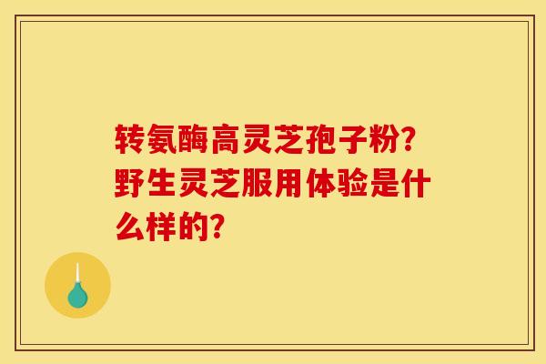 转氨酶高灵芝孢子粉?野生灵芝服用体验是什么样的?