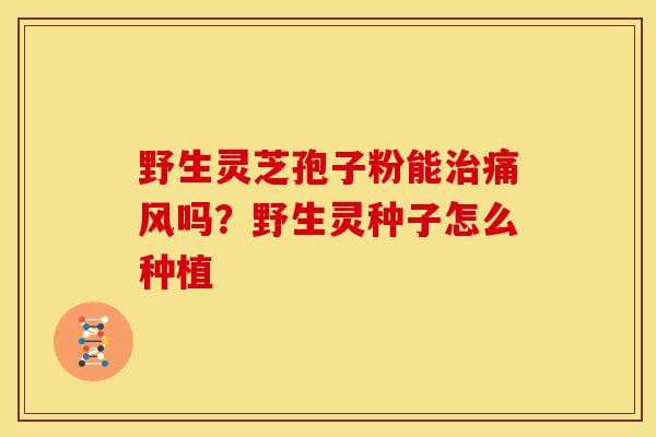 野生灵芝孢子粉能治痛风吗?野生灵种子怎么种植