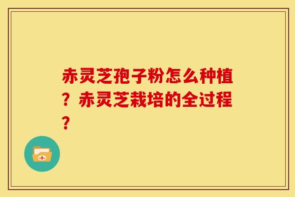 赤灵芝孢子粉怎么种植?赤灵芝栽培的全过程?