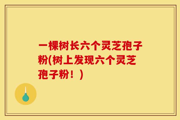 一棵树长六个灵芝孢子粉(树上发现六个灵芝孢子粉！)