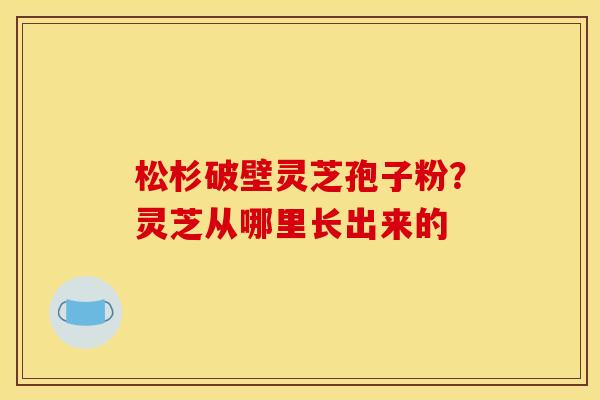 松杉破壁灵芝孢子粉?灵芝从哪里长出来的
