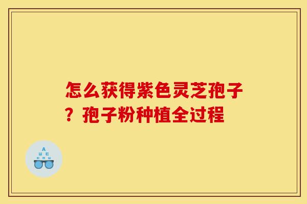 怎么获得紫色灵芝孢子?孢子粉种植全过程