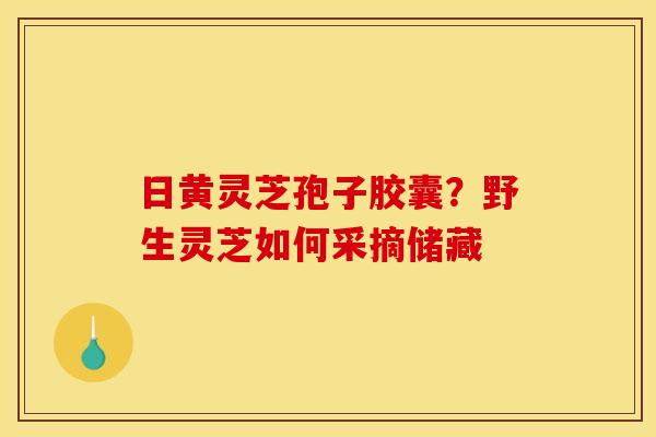 日黄灵芝孢子胶囊?野生灵芝如何采摘储藏