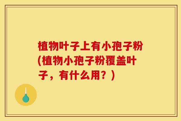 植物叶子上有小孢子粉(植物小孢子粉覆盖叶子,有什么用?)