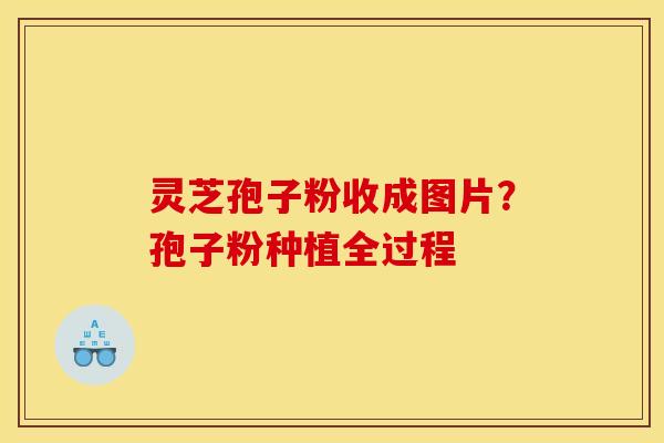 灵芝孢子粉收成图片？孢子粉种植全过程