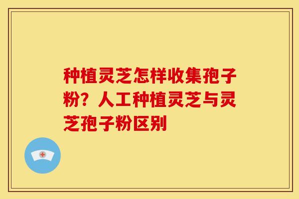 种植灵芝怎样收集孢子粉?人工种植灵芝与灵芝孢子粉区别