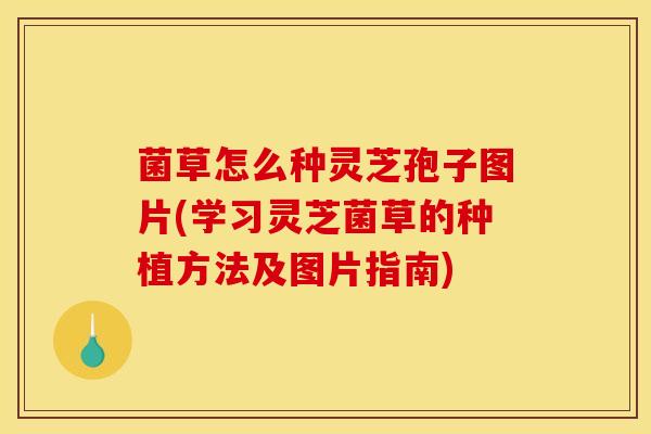 菌草怎么种灵芝孢子图片(学习灵芝菌草的种植方法及图片指南)