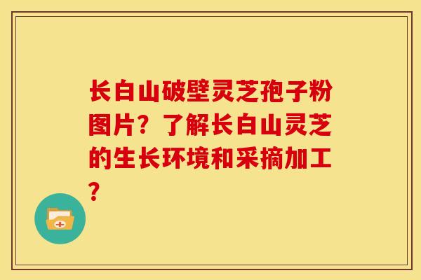 长白山破壁灵芝孢子粉图片?了解长白山灵芝的生长环境和采摘加工?