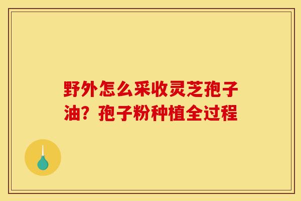 野外怎么采收灵芝孢子油?孢子粉种植全过程