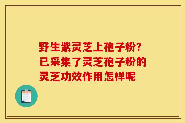 野生紫灵芝上孢子粉？已采集了灵芝孢子粉的灵芝功效作用怎样呢