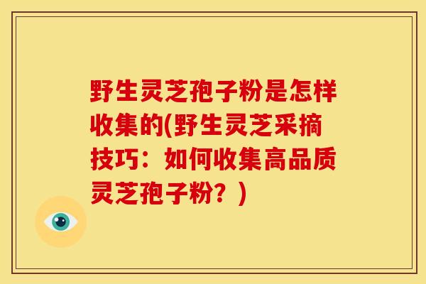 野生灵芝孢子粉是怎样收集的(野生灵芝采摘技巧:如何收集高品质灵芝孢子粉?)