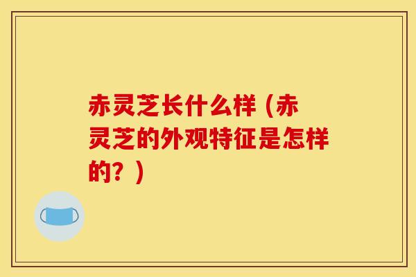 赤灵芝长什么样 (赤灵芝的外观特征是怎样的?)