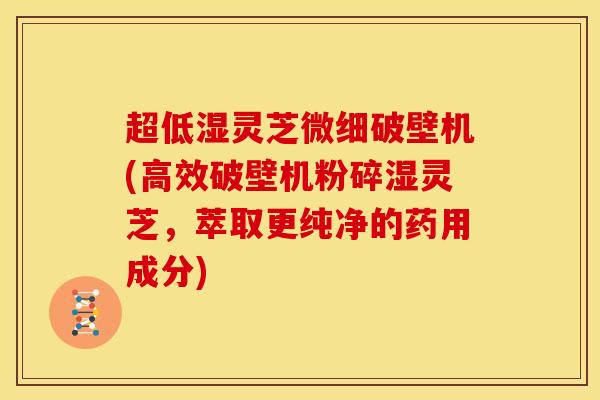 超低湿灵芝微细破壁机(高效破壁机粉碎湿灵芝,萃取更纯净的药用成分)