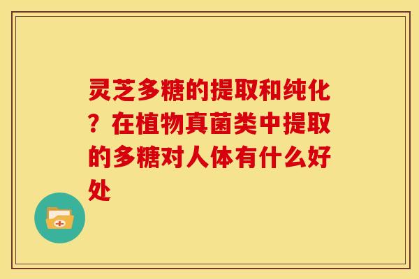 灵芝多糖的提取和纯化?在植物真菌类中提取的多糖对人体有什么好处