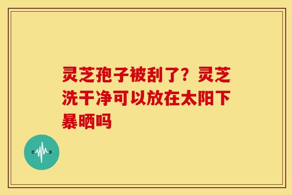 灵芝孢子被刮了？灵芝洗干净可以放在太阳下暴晒吗