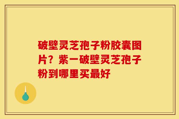 破壁灵芝孢子粉胶囊图片？紫一破壁灵芝孢子粉到哪里买最好