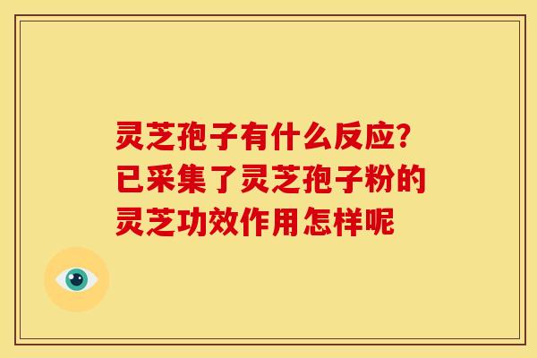 灵芝孢子有什么反应?已采集了灵芝孢子粉的灵芝功效作用怎样呢
