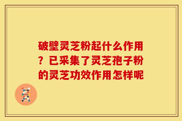 破壁灵芝粉起什么作用？已采集了灵芝孢子粉的灵芝功效作用怎样呢