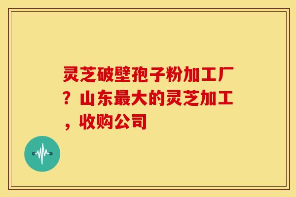 灵芝破壁孢子粉加工厂？山东最大的灵芝加工，收购公司