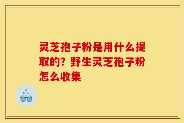 灵芝孢子粉是用什么提取的?野生灵芝孢子粉怎么收集
