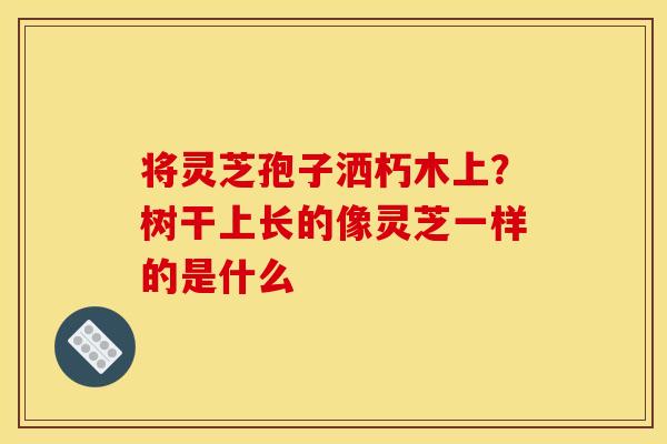 将灵芝孢子洒朽木上？树干上长的像灵芝一样的是什么