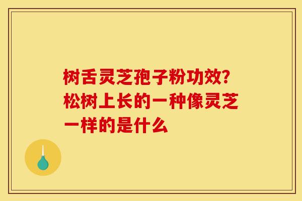 树舌灵芝孢子粉功效？松树上长的一种像灵芝一样的是什么